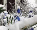 Kuvassa näkyy lumen peittämiä sinisiä kukkia. 