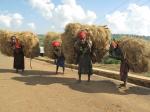 Naisia kansamassa heinää Etiopiassa